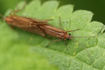 Chaetopteryx villosa