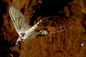 Dänische Eintagsfliege