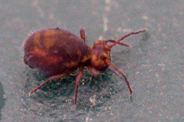 Dicyrtoma fusca