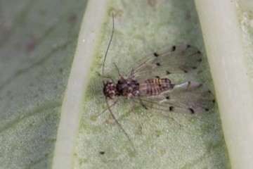 Ectopsocus briggsi