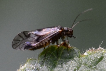 Elipsocus abdominalis