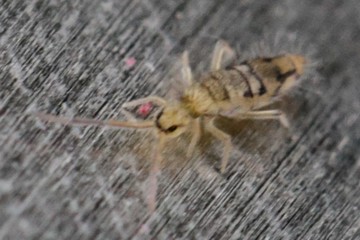 Entomobrya nivalis