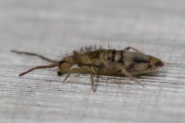 Entomobrya nivalis