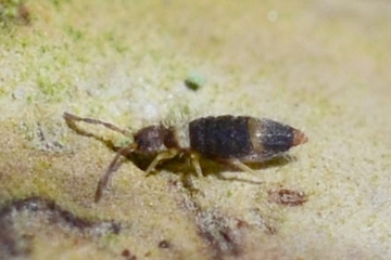 Entomobrya albocincta