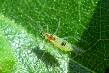 Euceraphis betulae