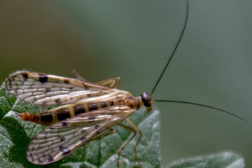 Gebirgs-Skorpionsfliege