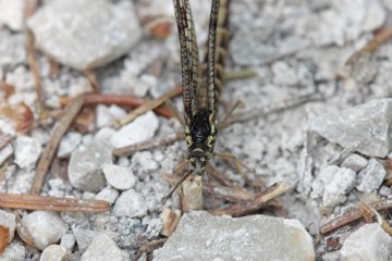 Gemeine Eintagsfliege