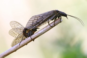 Gemeine Wasserflorfliege