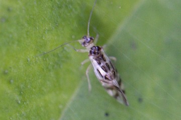 Graphopsocus cruciatus