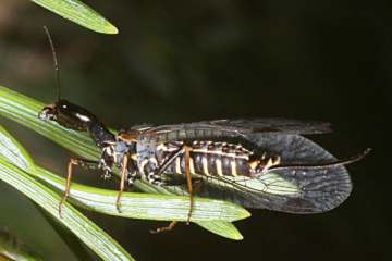 Phaeostigma notata