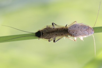 Lappländische Waldschabe