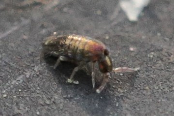 Lepidocyrtus lignorum