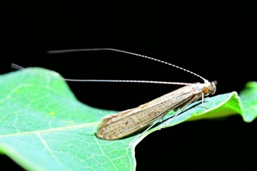 Leptocerus tineiformis