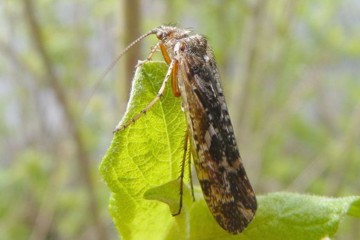 Limnephilus bipunctatus