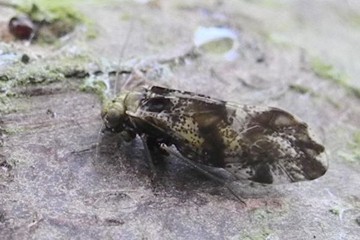 Loensia fasciata