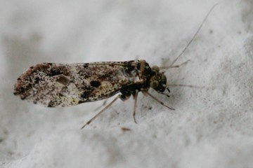 Loensia variegata