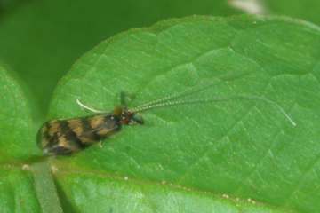 Mystacides longicornis