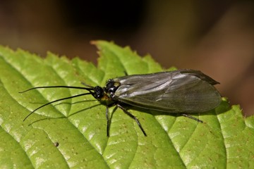 Oligostrichia striata