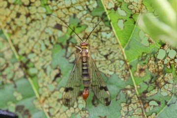 Panorpa cognata