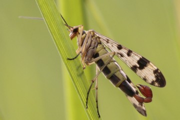 Panorpa vulgaris