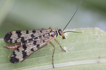 Panorpa vulgaris