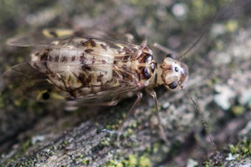 Psocus bipunctatus