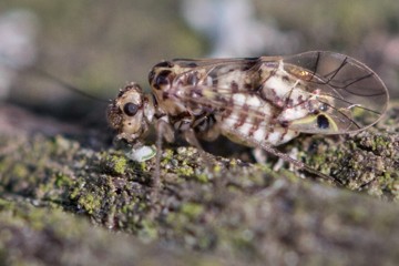 Psocus bipunctatus