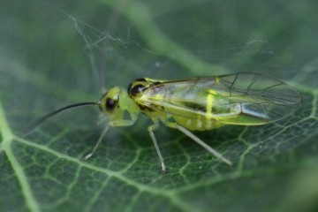 Stenopsocus stigmaticus