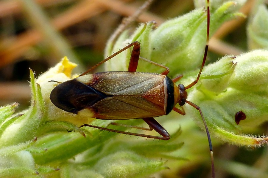 Adelphocoris vandalicus