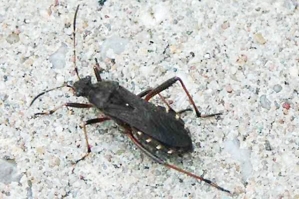 Alydus calcaratus