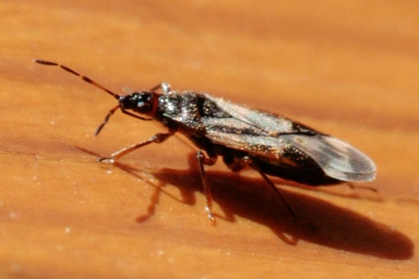 Anthocoris nemoralis