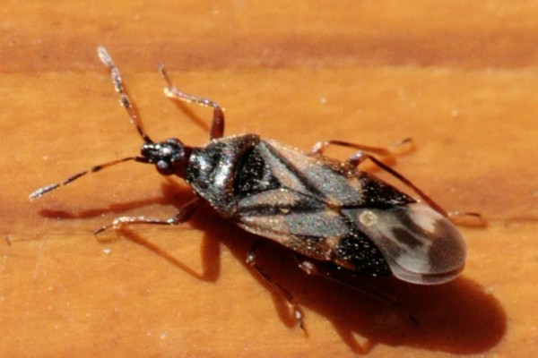 Anthocoris nemoralis