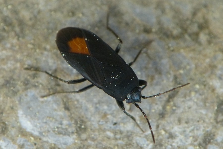 Aphanus rolandri