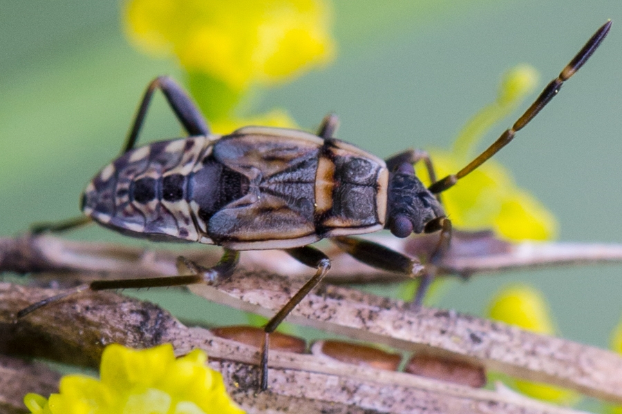 Beosus maritimus