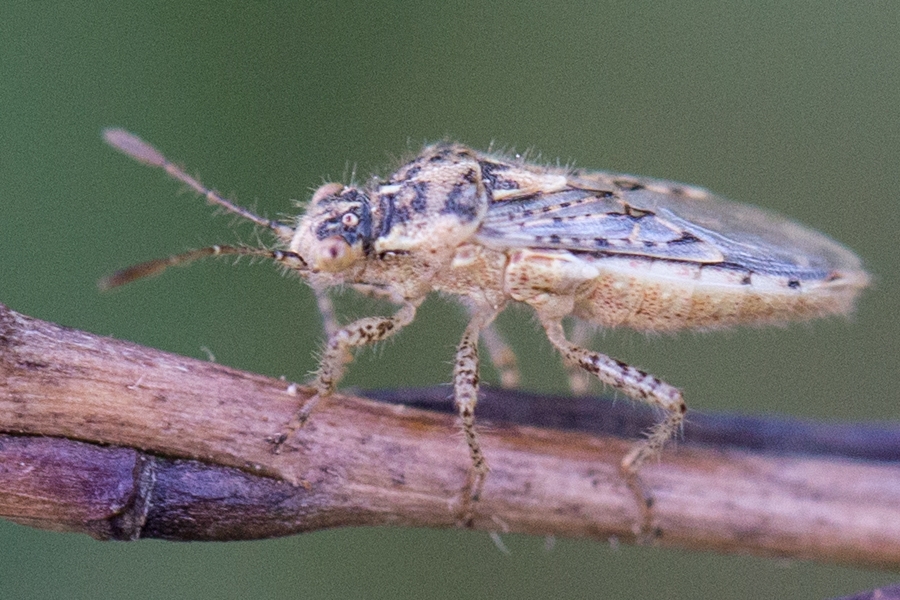 Brachycarenus tigrinus