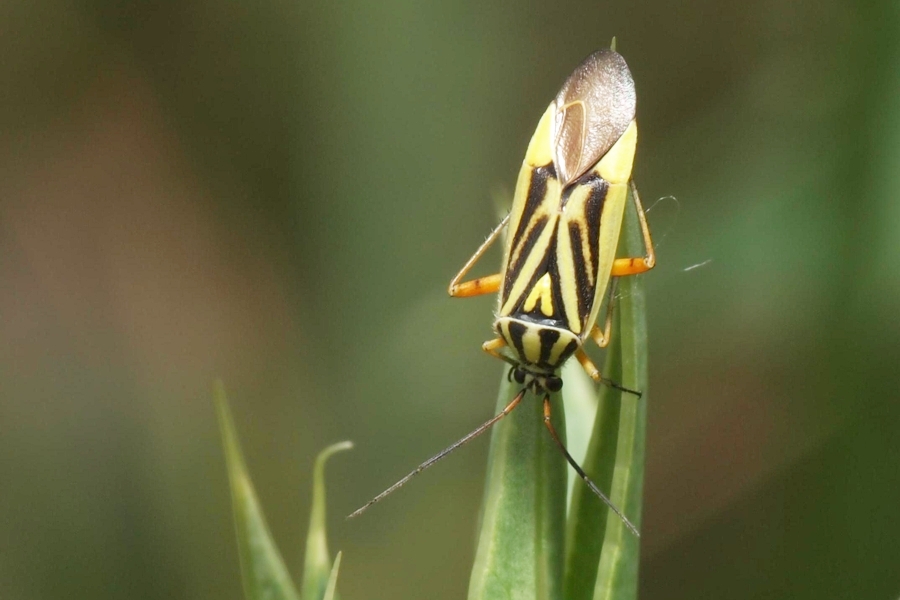 Brachycoleus decolor