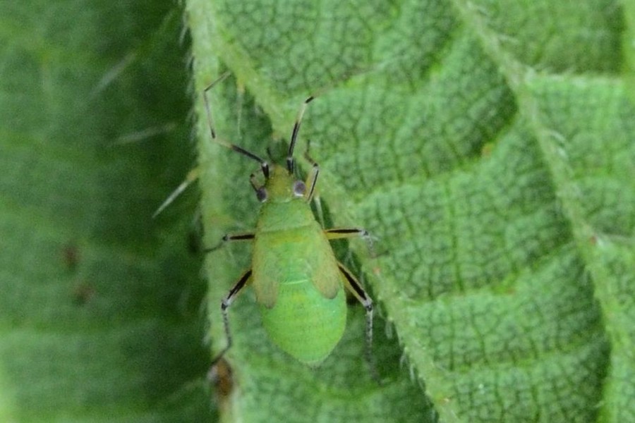 Braunschwarze Nesselweichwanze