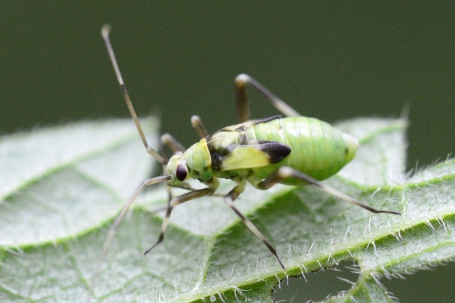 Calocoris alpestris