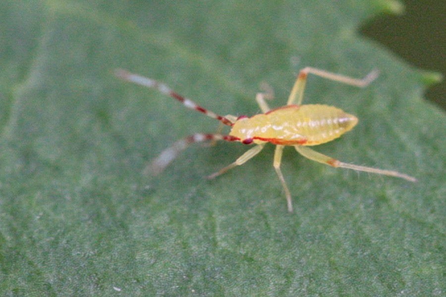 Campyloneura virgula