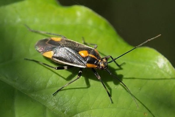 Capsodes flavomarginatus