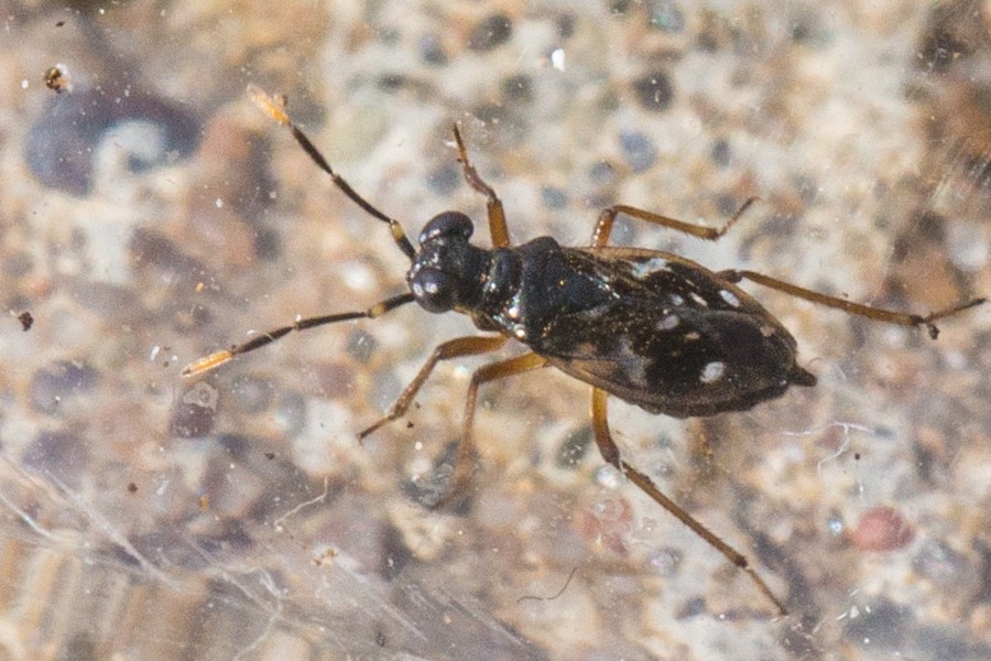 Chartoscirta elegantula