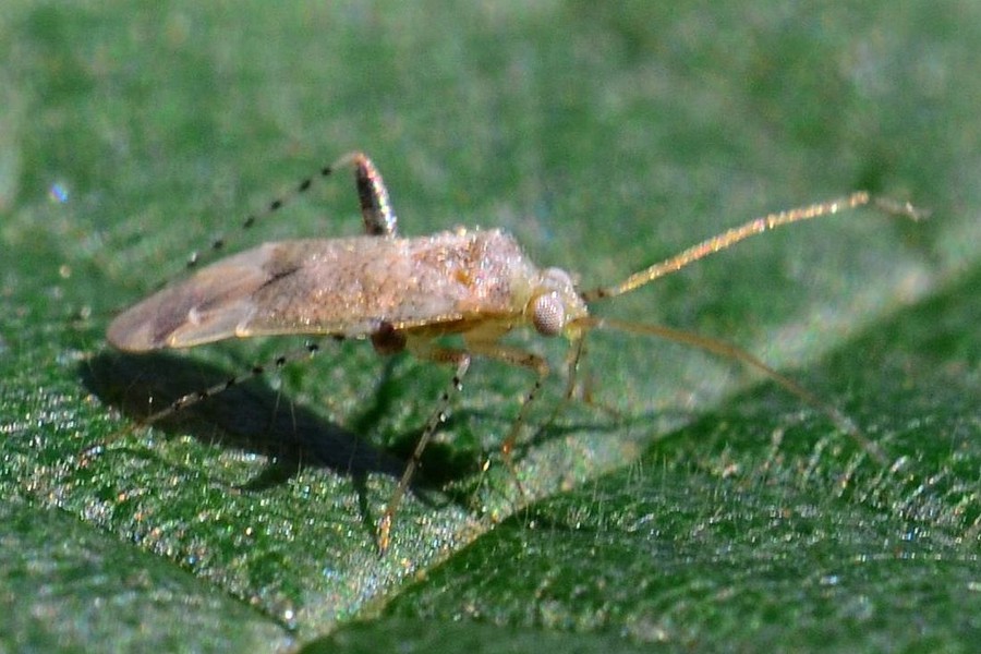 Compsidolon salicellum