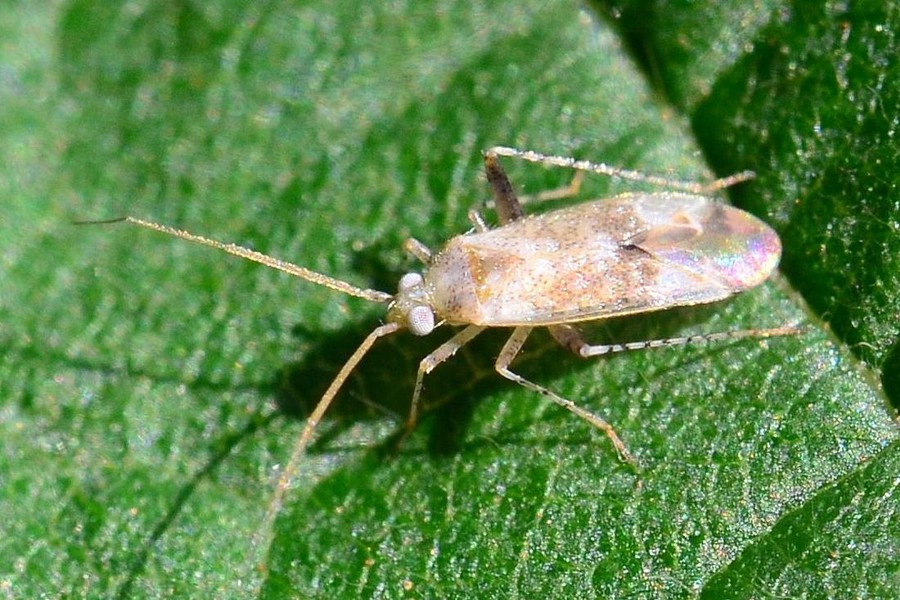 Compsidolon salicellum