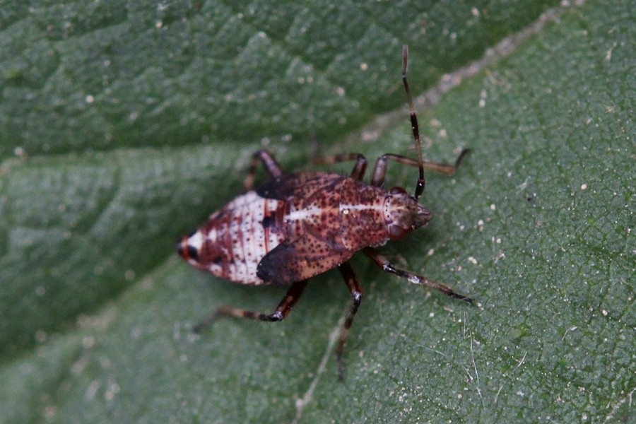 Deraeocoris flavilinea