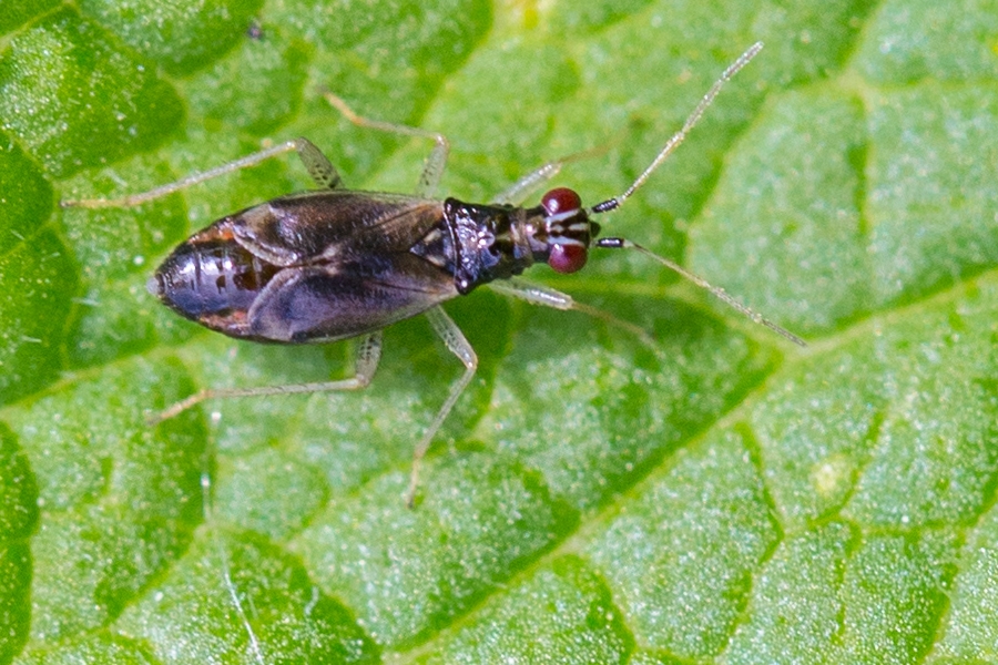 Dicyphus pallicornis