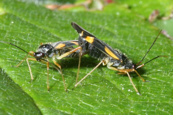 Dryophilocoris flavoquadrimaculatus