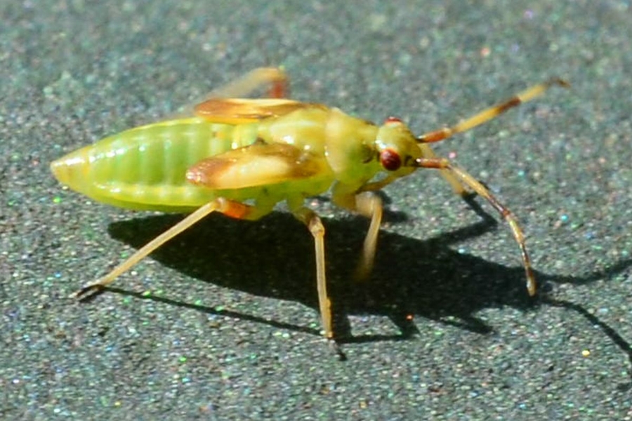 Dryophilocoris flavoquadrimaculatus