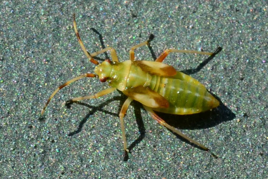 Dryophilocoris flavoquadrimaculatus