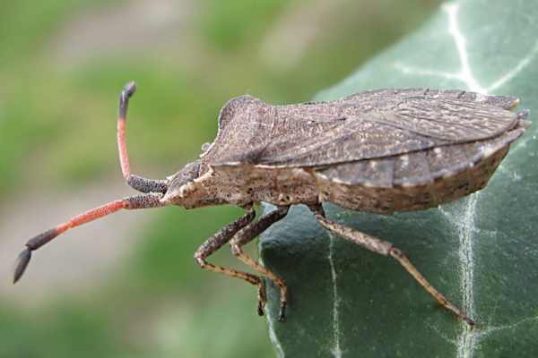 Enoplops scapha