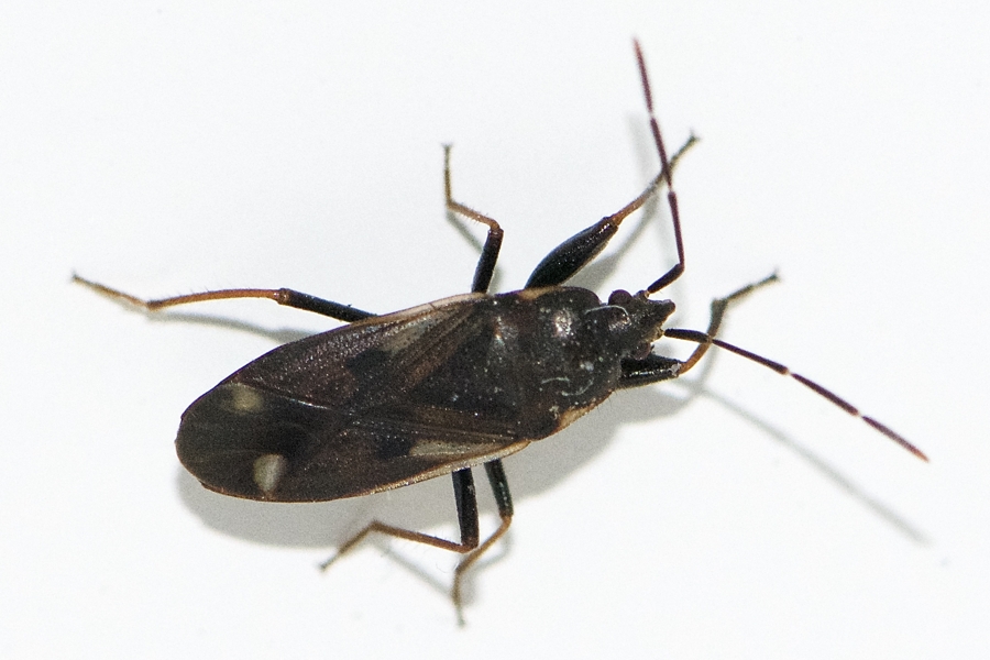 Eremocoris fenestratus